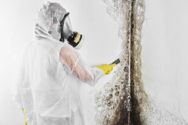 Trusted Wilmore, KY Mold Removal Experts