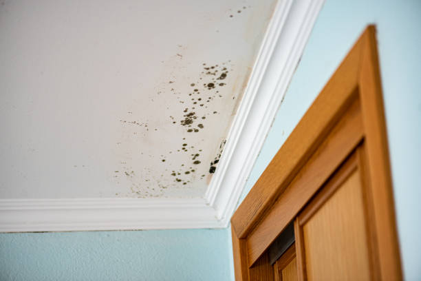 Best Black Mold Removal  in Wilmore, KY