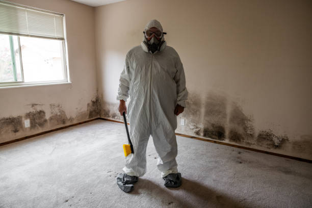 Best Local Mold Removal Service  in Wilmore, KY
