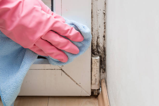 Best Attic Mold Removal  in Wilmore, KY